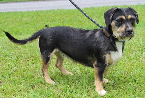 PAHS Featured Pet of the Week – Paris