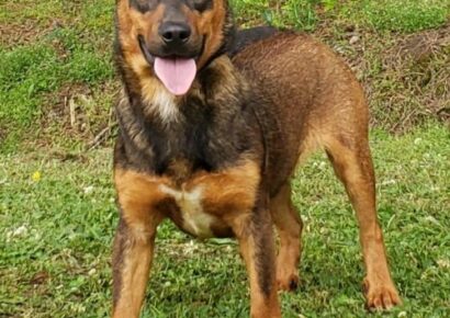 HSEC Pet of the Week: Meet Buddy! Good with Dogs, Cats and Children