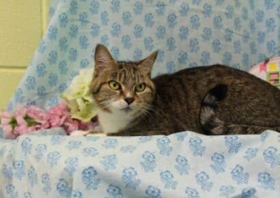 PAHS Pet of the Week: Meet Windy! Super Sweet Older Cat that Loves to Love
