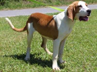 PAHS Pet of the Week: Meet Baylee! Looking for New Start with a Loving Family