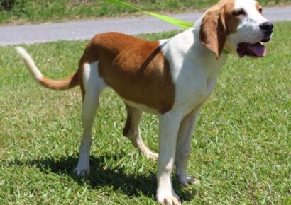 PAHS Pet of the Week: Meet Baylee! Looking for  New Start with a Loving Family