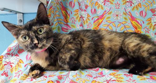 PAHS Pet of the Week: Meet Cookie! June is Adopt a Pet Month