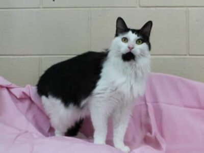 PAHS Pet of the Week: Meet Flynn! June is Adopt A Cat Month