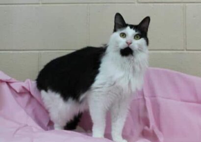 PAHS Pet of the Week: Meet Flynn! June is Adopt A Cat Month