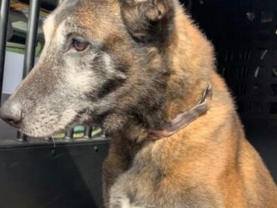 ALEA Announces the Passing of Explosive Detection K-9 Indy