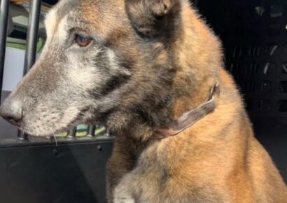 ALEA Announces the Passing of Explosive Detection K-9 Indy