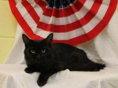 PAHS Pet of the Week: Meet Layla! Wonderful Cat that Deserves Some Love