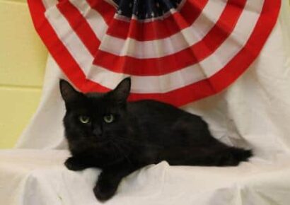 PAHS Pet of the Week: Meet Layla! Wonderful Cat that Deserves Some Love