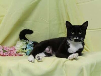 PAHS Pet of the Week: Meet Sammie! June is Adopt a Cat Month