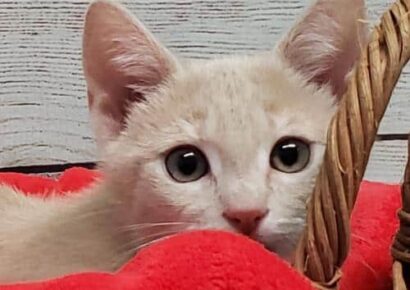 HSEC Pet of the Week: Meet Sandy! Loves Toys, Children and is a Cuddle Bug