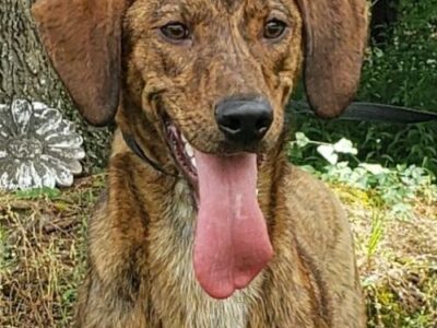 HSEC Pet of the Week! Tucker is a Male Hound Mix, Super Playful and Friendly