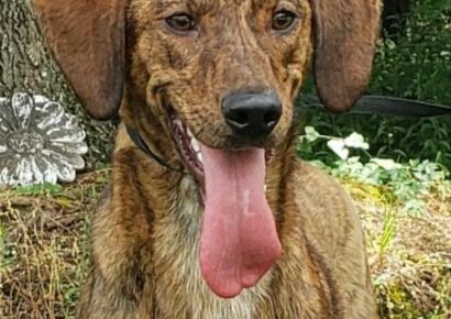 HSEC Pet of the Week! Tucker is a Male Hound Mix, Super Playful and Friendly