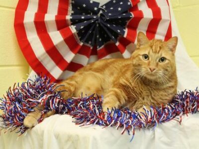 PAHS Pet of the Week: Meet Walker! Big Fellow is very Affectionate