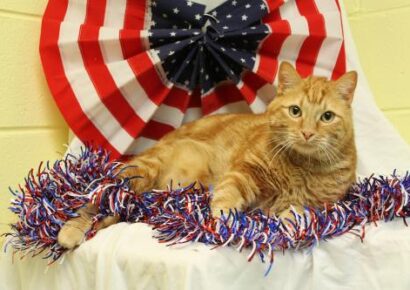 PAHS Pet of the Week: Meet Walker! Big Fellow is very Affectionate