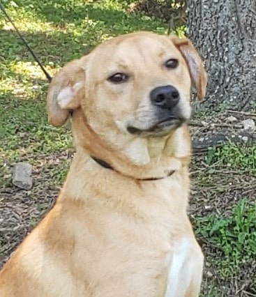 HSEC Pet of the Week: Meet Yella! Playful, Good with Other Dogs, Cats and Children