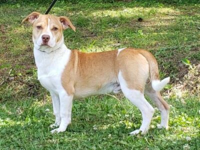 HSEC Pet of the Week: Ever heard of a Pituaha? Zeus is Waiting for His New Home