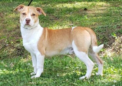 HSEC Pet of the Week: Ever heard of a Pituaha? Zeus is Waiting for His New Home