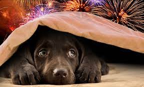 HSEC NEWS: Pet Owners, Secure Your Animals Before the Fireworks Start
