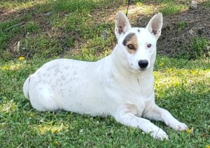 HSEC Pet of the Week: Zelda! She was Abandoned by Owner, and Needs a New Home