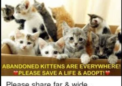 Kitten Season has Arrived; Area Shelters ‘Inundated’ and have Plenty in Need of Adoption