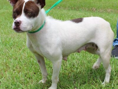 PAHS Pet of the Week: Meet Blanche! A Beauty Queen and Fantastic Personality