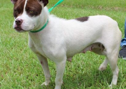 PAHS Pet of the Week: Meet Blanche! A Beauty Queen and Fantastic Personality