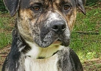 HSEC Pet of the Week: Curtis! Very Loving and a Big Lap Dog with a lot of Energy