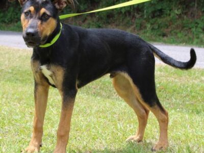 PAHS PET OF THE WEEK: Meet Damon! Super Active and Playful, Needs Secure Fence