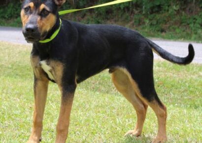 PAHS PET OF THE WEEK: Meet Damon! Super Active and Playful, Needs Secure Fence