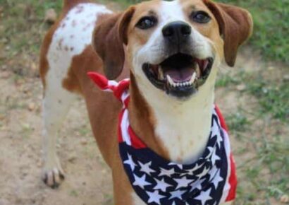 PAHS Pet of the Week: Meet Athena! Loves to Play Fetch, and Actually Returns It to You