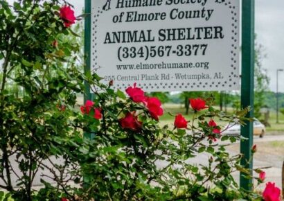 HSEC NEWS: Serious Need of Adoptions at Shelter; Website Updated Regularly
