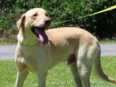 PAHS Pet of the Week: Meet Jeeves! ‘The Total Package’ Dog that will Make A Great Family Pet