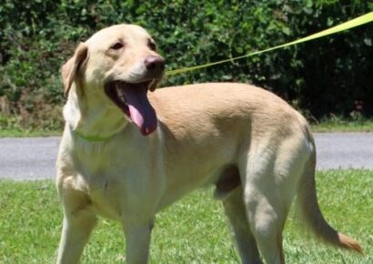PAHS Pet of the Week: Meet Jeeves! ‘The Total Package’ Dog that will Make A Great Family Pet