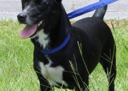 PAHS Pet of the Week: Meet Little Girl (LG); lab/Basset Mix Was Turned in by her Owner