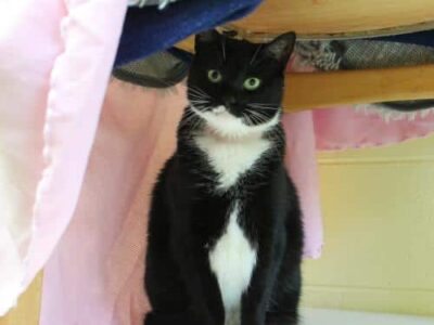 PAHS Pet of the Week: Meet Boo! Former Owner Passed Away