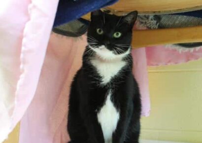 PAHS Pet of the Week: Meet Boo! Former Owner Passed Away