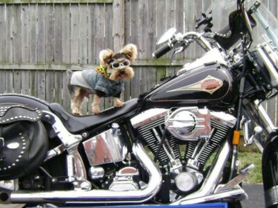 HSEC Benefit Event: Carnival of Canines Coming to Harley Davidson of Montgomery Aug. 31