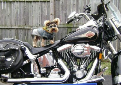 HSEC Benefit Event: Carnival of Canines Coming to Harley Davidson of Montgomery Aug. 31