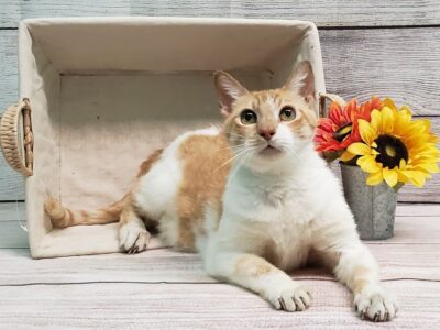 HSEC Pet of the Week: Meet Charlie! Special Needs with Special Diet