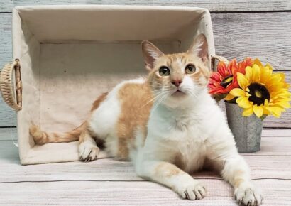 HSEC Pet of the Week: Meet Charlie! Special Needs with Special Diet