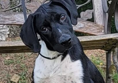 HSEC Pet of the Week: Meet Creek! Looking for Active Family to Love