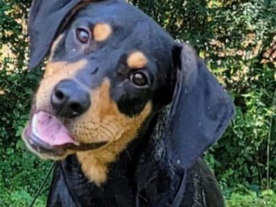 HSEC Pet of the Week: Meet Derek! Came to Shelter with Injury, But is Now Healed