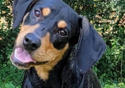 HSEC Pet of the Week: Meet Derek! Came to Shelter with Injury, But is Now Healed