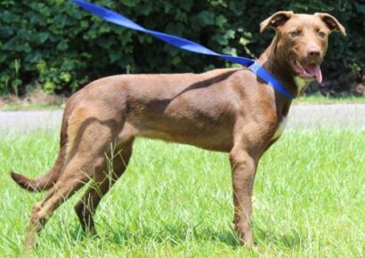 PAHS Pet of the Week: Meet Maisy! Timid At First, But Warms up Quickly