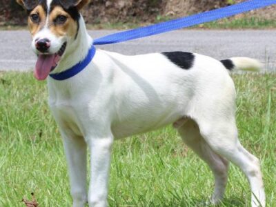 PAHS Pet of the Week: Meet Mitch! 5-Month-Old Pointer Mix has been Neutered