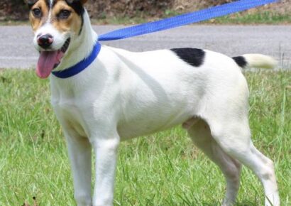 PAHS Pet of the Week: Meet Mitch! 5-Month-Old Pointer Mix has been Neutered