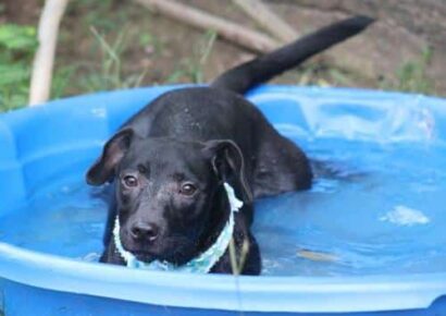 HSEC Pet of the Week: Meet Onyx; Full of Love and Personality, Loves a Kiddie Pool