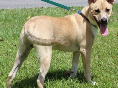 PAHS PET OF THE WEEK: Meet Teddy! 6-Month-Old Male Heeler Who Has been Neutered