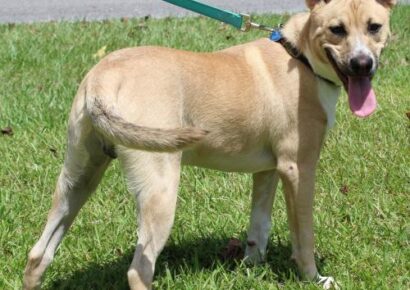 PAHS PET OF THE WEEK: Meet Teddy! 6-Month-Old Male Heeler Who Has been Neutered