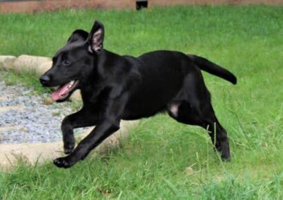 HSEC Pet of the Week: Meet Yoshi! Lab Mix Loves Cuddle Time, Great with Other dogs